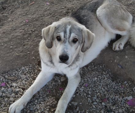 Lykos, geb. ca. 12/2023, lebt in GRIECHENLAND, im städt. Tierheim Serres