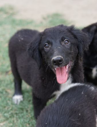 Monty, geb. ca. 05/2024, lebt in GRIECHENLAND, auf einer privaten Pflegestelle