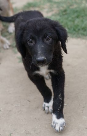 Monty, geb. ca. 05/2024, lebt in GRIECHENLAND, auf einer privaten Pflegestelle