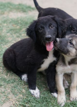 Monty, geb. ca. 05/2024, lebt in GRIECHENLAND, auf einer privaten Pflegestelle