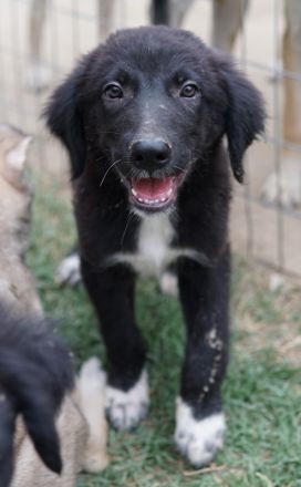 Monty, geb. ca. 05/2024, lebt in GRIECHENLAND, auf einer privaten Pflegestelle