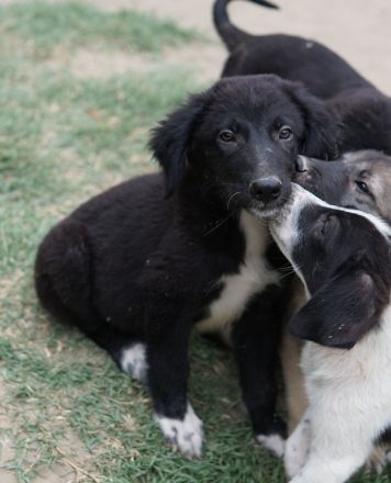 Monty, geb. ca. 05/2024, lebt in GRIECHENLAND, auf einer privaten Pflegestelle