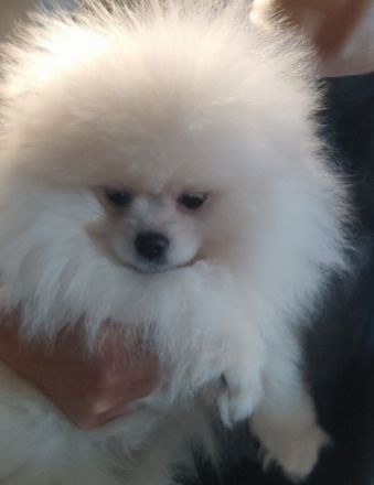 Pomeranian Spitz Boo Typ Weibchen