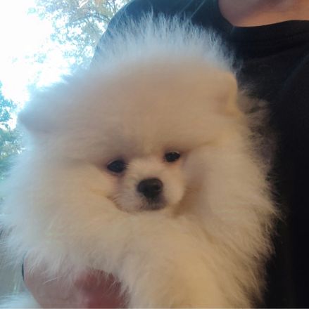 Pomeranian Spitz Boo Typ Weibchen