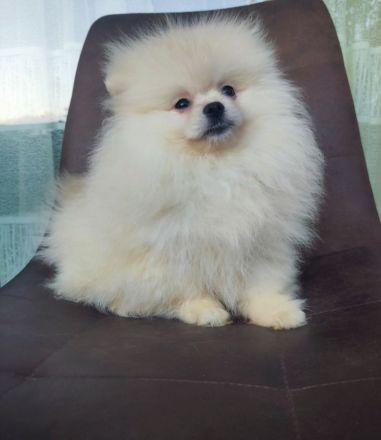 Pomeranian Spitz Boo Typ Weibchen