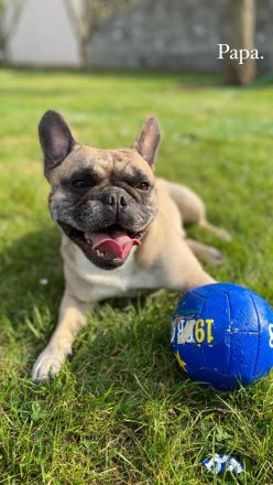 Reinrassige französische Bulldoggen Welpen zu verkaufen.