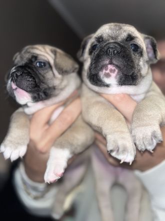 Reinrassige französische Bulldoggen Welpen zu verkaufen.
