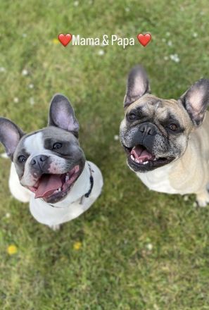 Reinrassige französische Bulldoggen Welpen zu verkaufen.