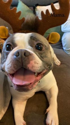 Reinrassige französische Bulldoggen Welpen zu verkaufen.