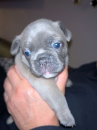 Reinrassige französische Bulldoggen Welpen zu verkaufen.