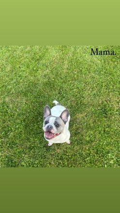 Reinrassige französische Bulldoggen Welpen zu verkaufen.