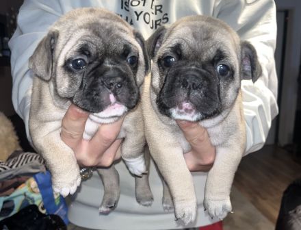 Reinrassige französische Bulldoggen Welpen zu verkaufen.