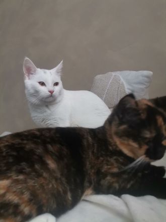 Geschwister paar sucht ein zu Hause