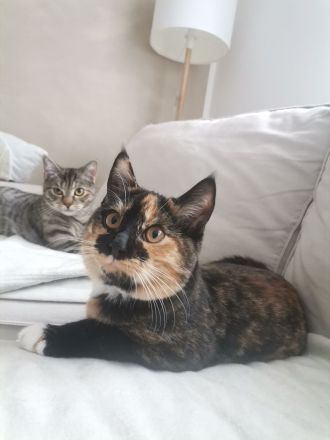 Geschwister paar sucht ein zu Hause