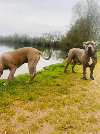 American Bully XL Welpen