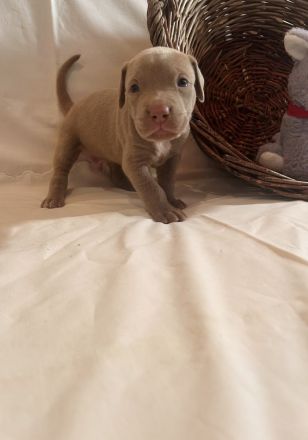 American Bully XL Welpen