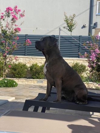 American Bully XL Welpen