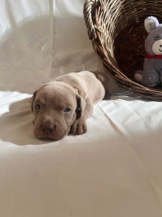 American Bully XL Welpen