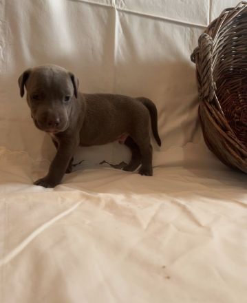 American Bully XL Welpen