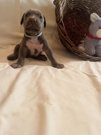American Bully XL Welpen