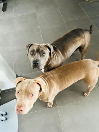 American Bully XL Welpen