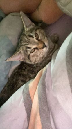 2 süße BKH/EKH Kitten