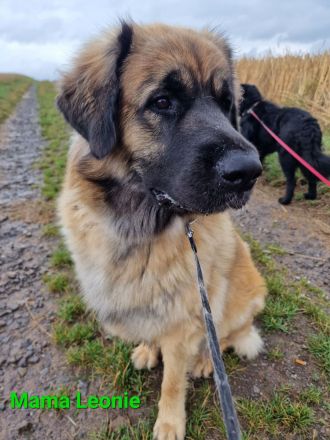 Leonberger-Mix Welpen