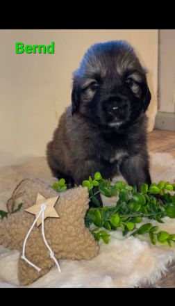 Leonberger-Mix Welpen