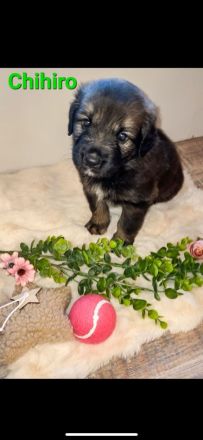 Leonberger-Mix Welpen