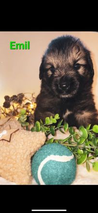 Leonberger-Mix Welpen