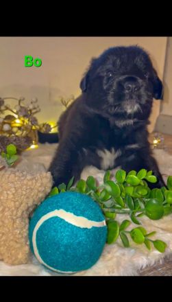 Leonberger-Mix Welpen