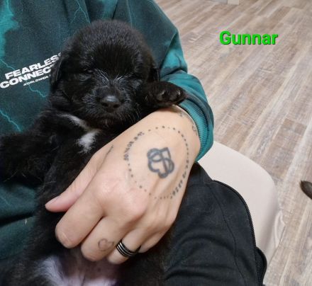 Leonberger-Mix Welpen