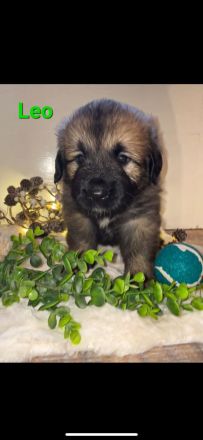 Leonberger-Mix Welpen