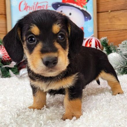 Adorable Dachshund