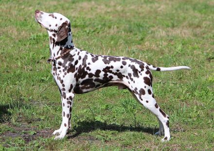 Dalmatiner von der hohen Würde