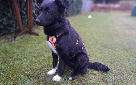 Hundekind Antonia sehnt sich nach Liebe!