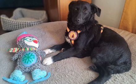 Hundekind Antonia sehnt sich nach Liebe!