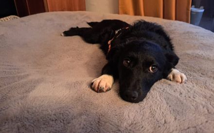 Hundekind Antonia sehnt sich nach Liebe!