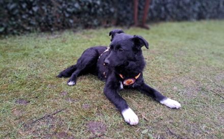 Hundekind Antonia sehnt sich nach Liebe!