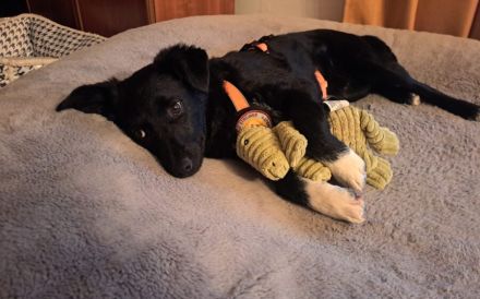 Hundekind Antonia sehnt sich nach Liebe!