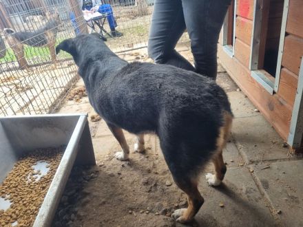 KNOSPE ca.4 bis 5-jährige, freundliche Hündin, ca. 56 cm, wer hat ein warmes Plätzchen frei?