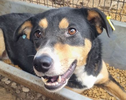 KNOSPE ca.4 bis 5-jährige, freundliche Hündin, ca. 56 cm, wer hat ein warmes Plätzchen frei?