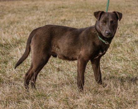 Csoki, sucht eine Familie mit Verständnis