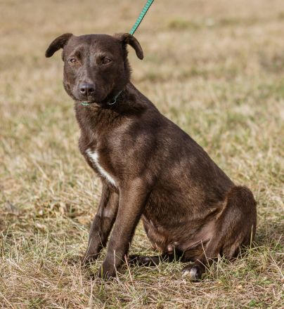 Csoki, sucht eine Familie mit Verständnis
