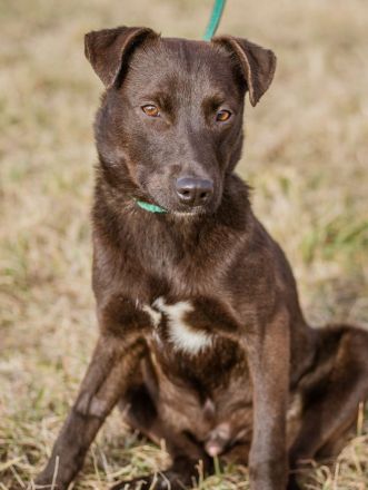 Csoki, sucht eine Familie mit Verständnis