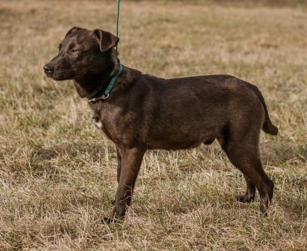 Csoki, sucht eine Familie mit Verständnis