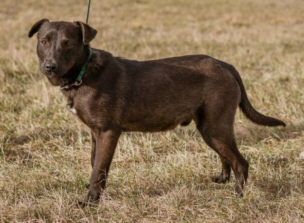 Csoki, sucht eine Familie mit Verständnis
