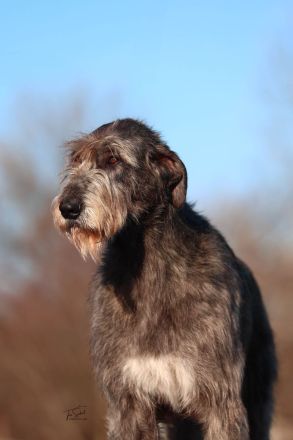Irish Wolfhound