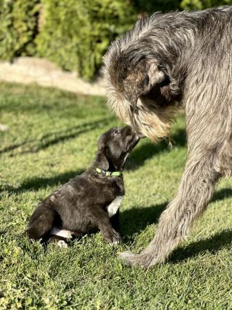 Irish Wolfhound