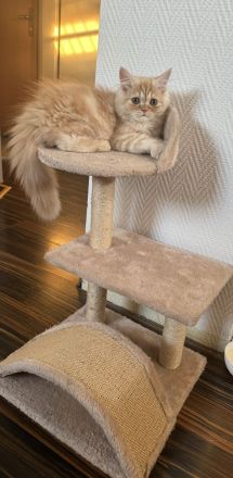 Katze Koko verkaufen